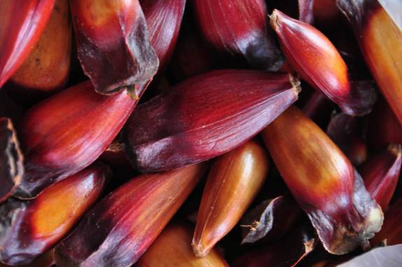 Pinhão, nosso aperitivo todos os dias no hotel em São José dos Ausentes - RS